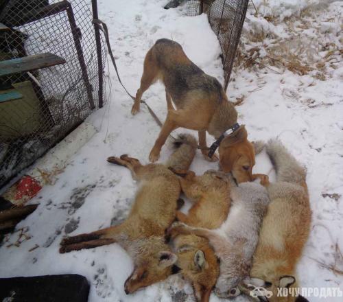 Гончие В Воронежской Области Купить