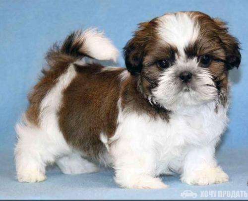 Щенки Ши Тцу Купить В Екатеринбурге